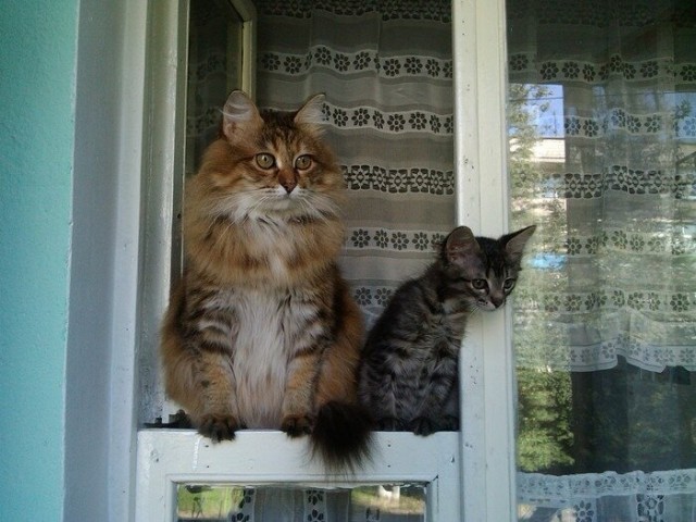Забавные фото котеек