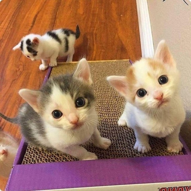 Забавные картинки с котами из сети