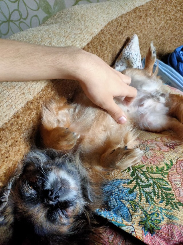 Забавные животные