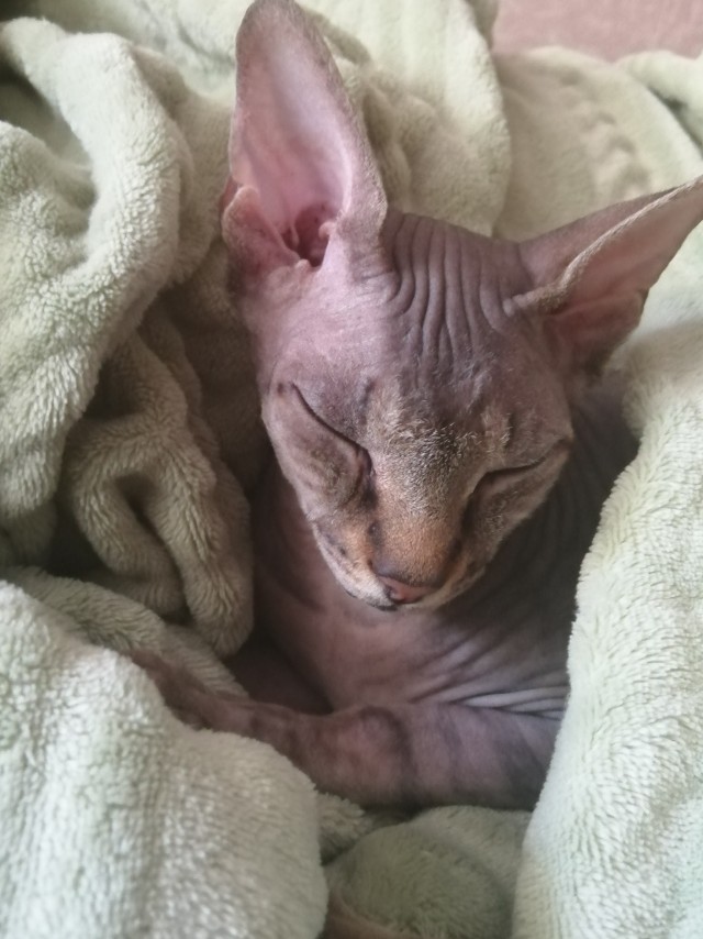 Котовторник