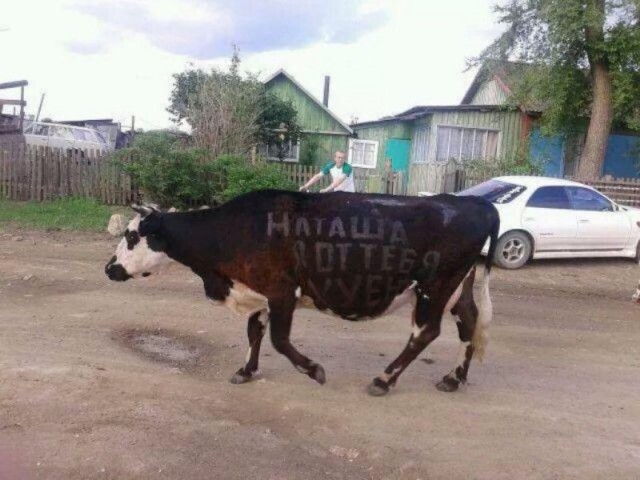 Раскрасили бездомного пса под тигра