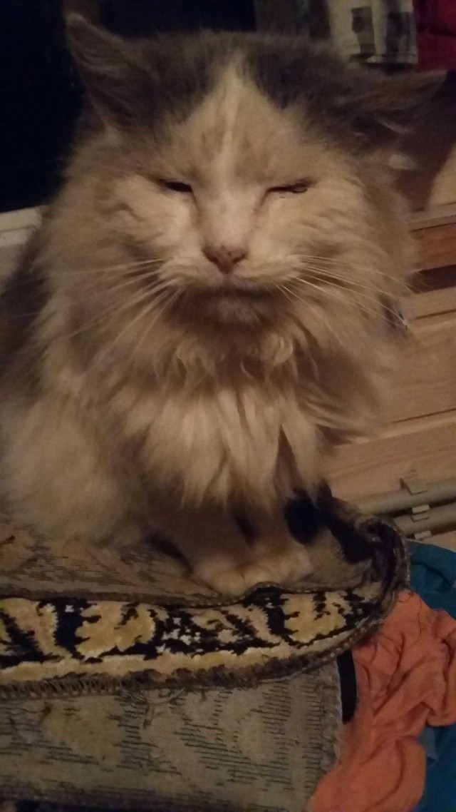 Дом мой. Кот не мой: 15 случаев, когда коты нагло вламывались в чужие дома