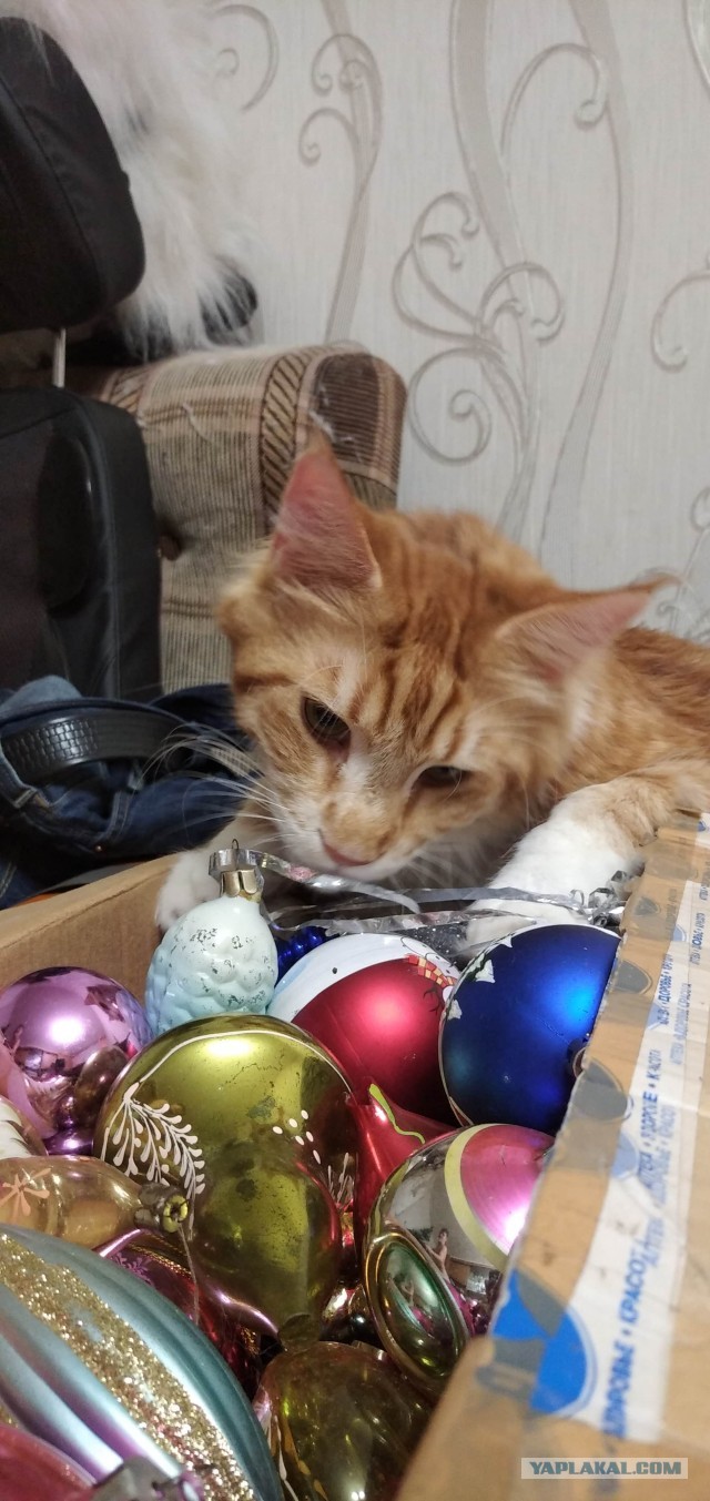 Последний котовторник 2020 года