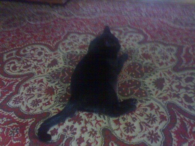 Котовторнику быть!