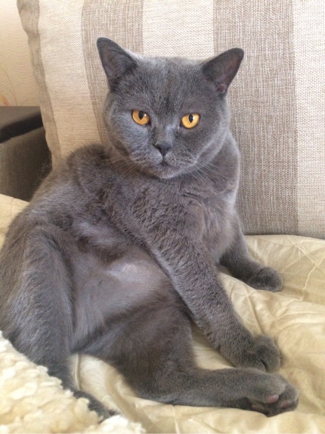 Кошки , кошечки, котяры 14.03.21