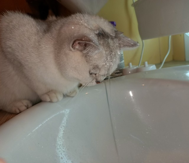 Котовторник же!