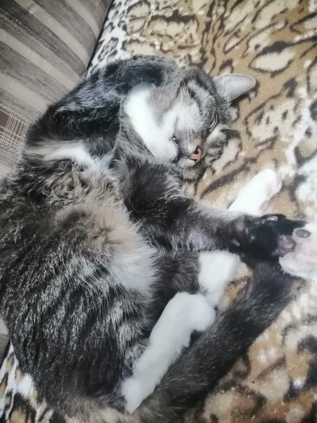 Котовторник же очередной