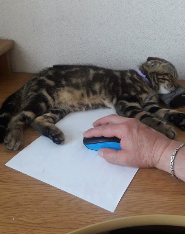 Злые котики - к последнему летнему котовторнику