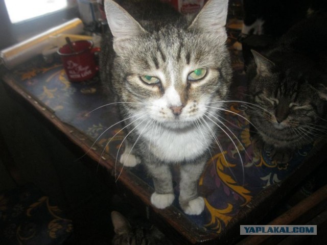Жизнь домашнего приюта для котеек 381