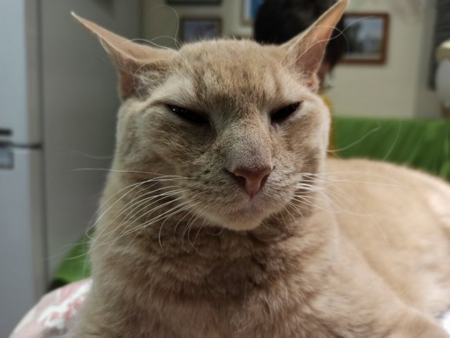 МИРУ - МИР ! Котикам - котовторник !