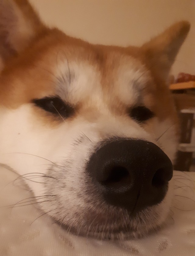 Нос