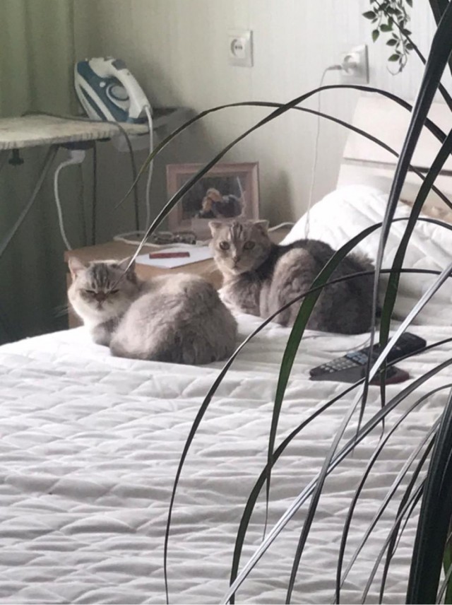 Котовторнику посвящается