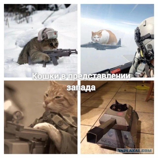 Котики не имеют национальности!!