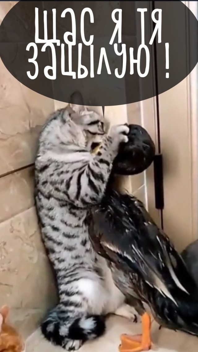Офигевшая утка