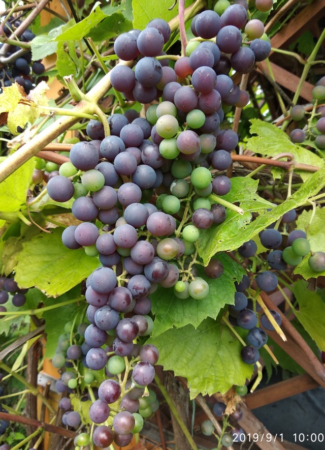 Беседка на дачу