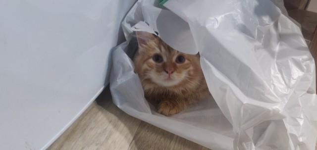 Начинаем котовторник.