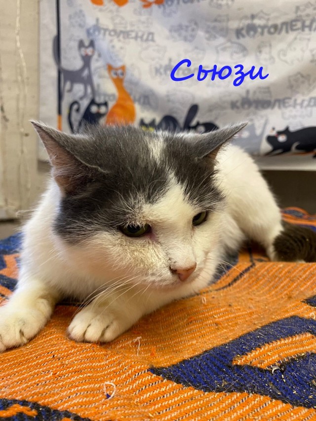 Жизнь домашнего приюта "Котоленд" 373
