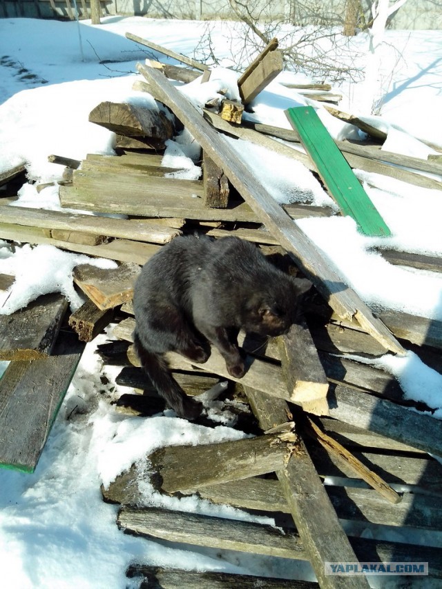 Котовторник 26.03.2013