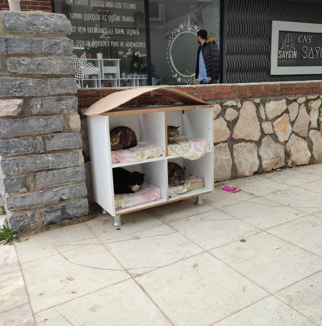 Котики Стамбула