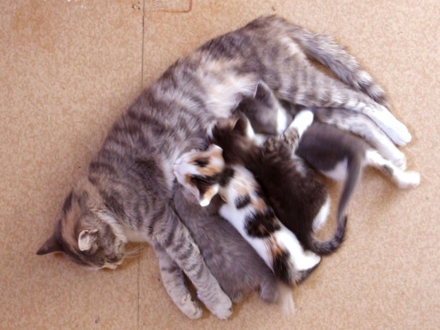 Из жизни одичавших кошек