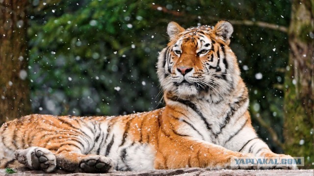 Красота диких кошек