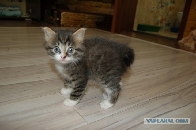 Начинаем котофторник?