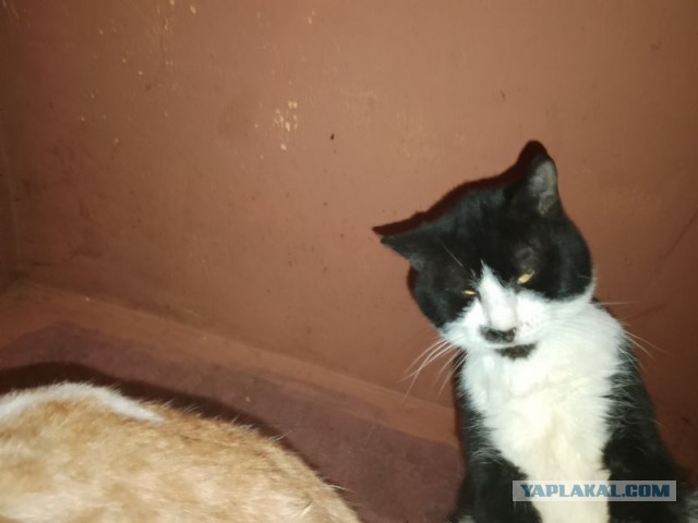 Жизнь домашнего приюта для котеек 482