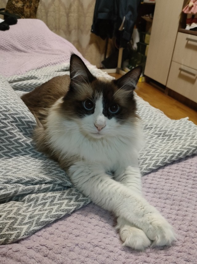 Мой котовторник