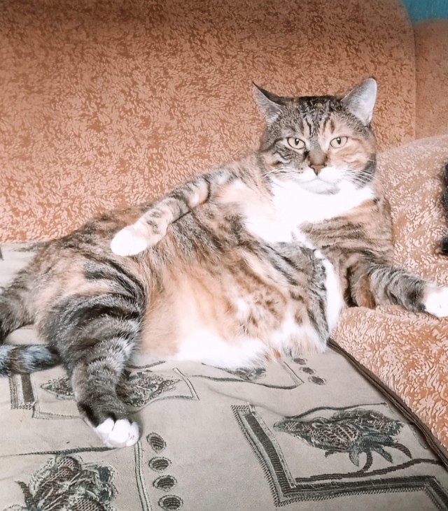 Толстые коты