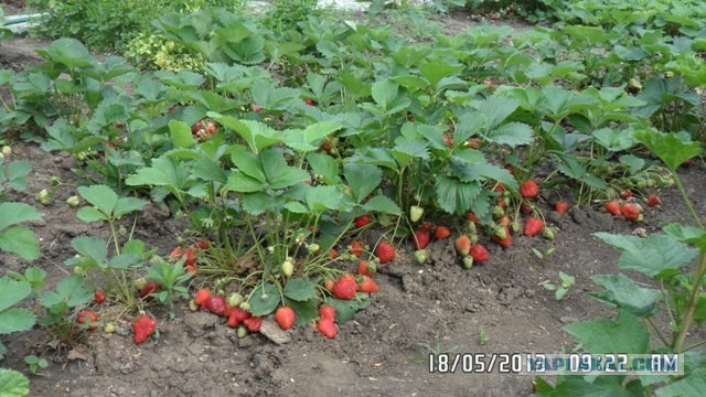 Немного клубнички.