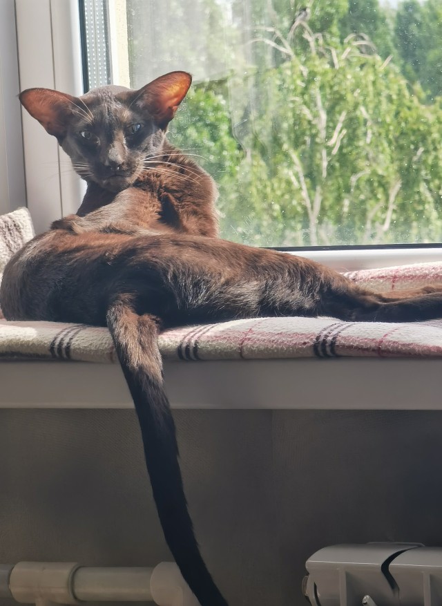 С Котовторником!