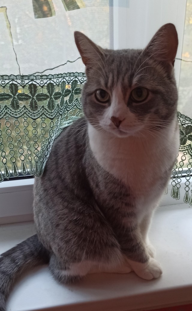 Вчера кота помыл