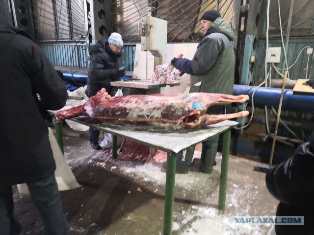 Как я оленя покупал