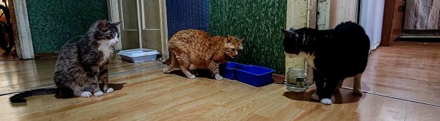 В Москве спасли котенка, который сидел в нише в горячем коллекторе — его назвали Марио в честь сантехника из игры