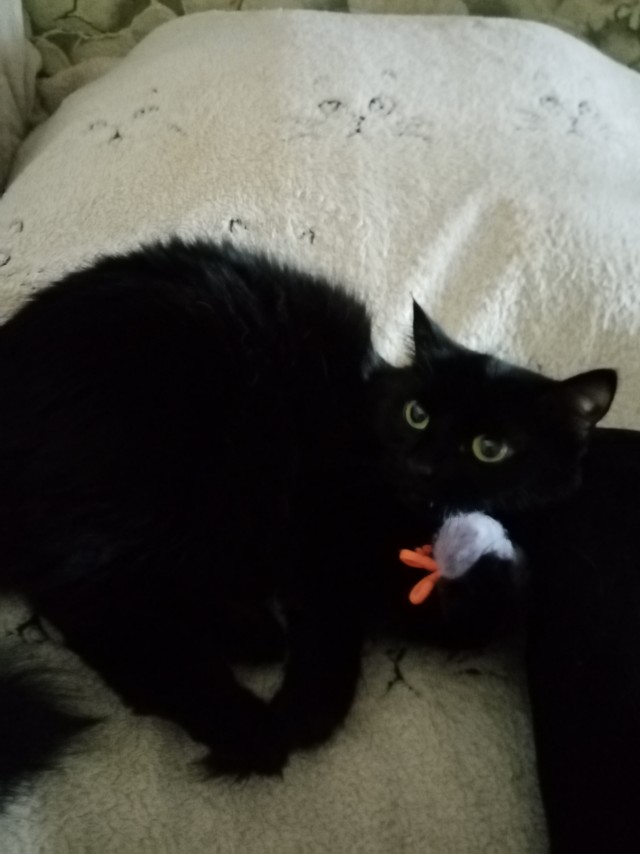 Котовторник