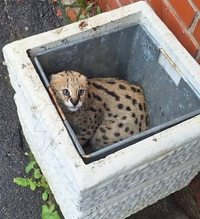 Убежавший котик.