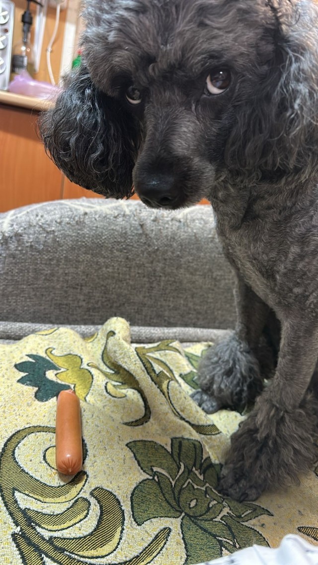 Собакочетверг!