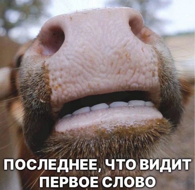 Веселое настроение в картинках (05.08.2025)