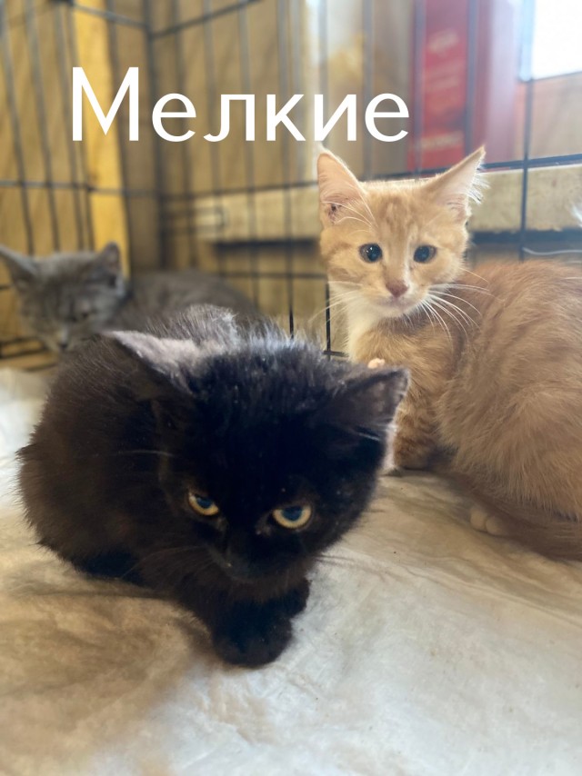 Жизнь домашнего приюта "Котоленд" 506