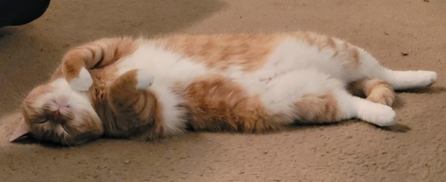 Спящих котеек тред
