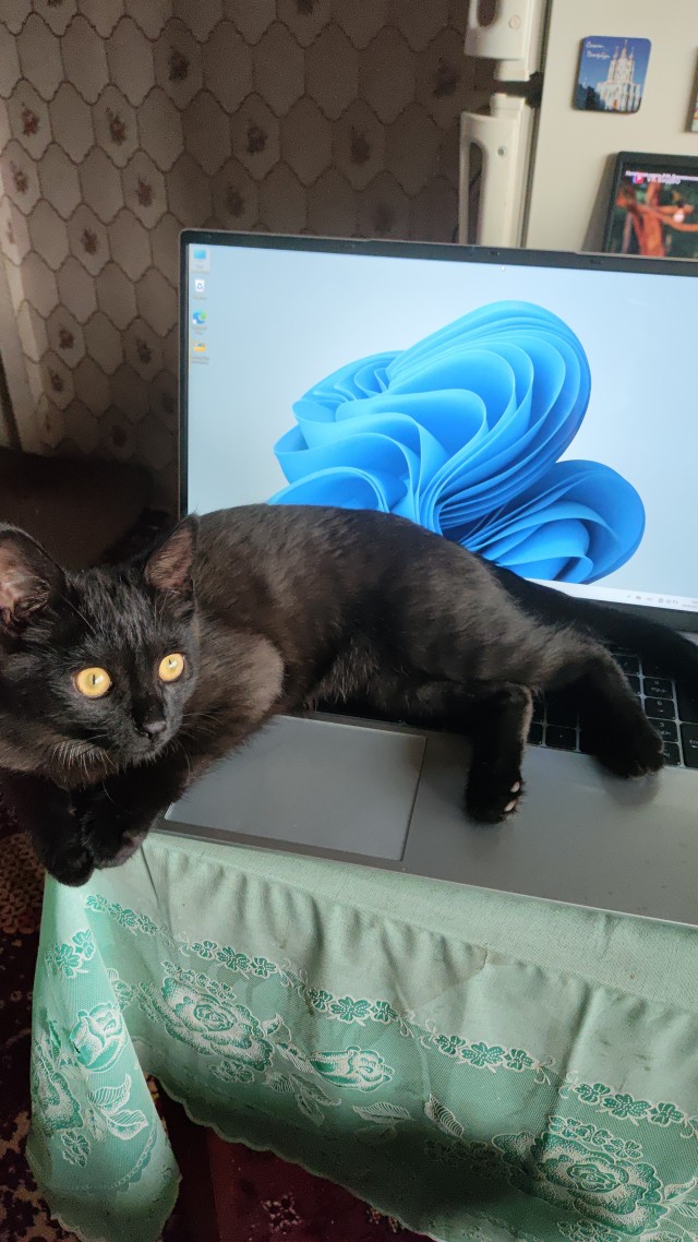 К котовторнику