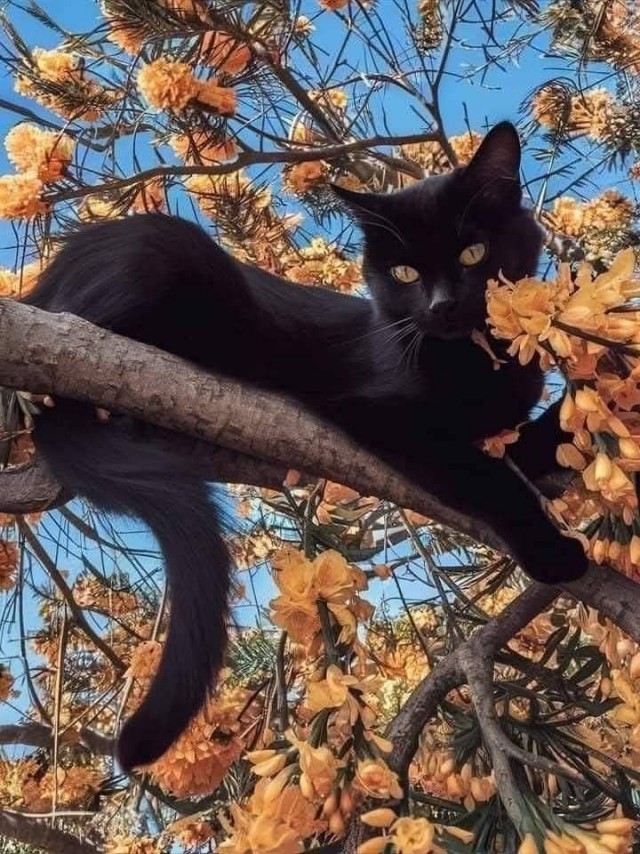 Осенний кот