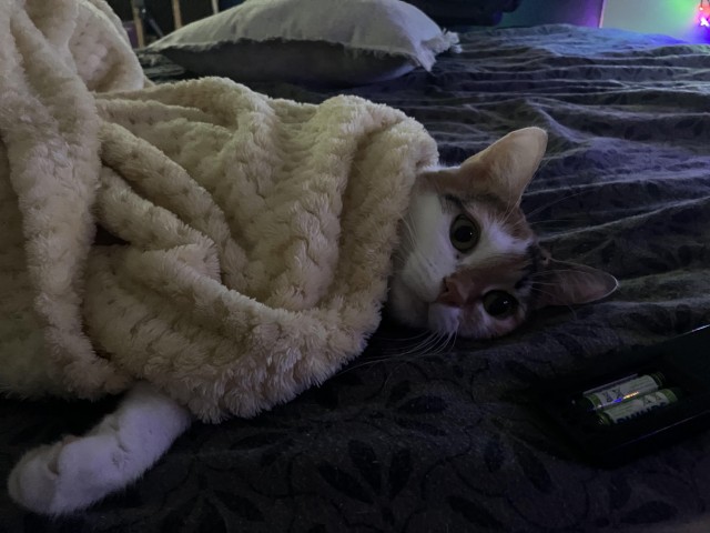 Мужчина поймал любимую кошку через год после пропажи, она в тот же день вспомнила его, дом и свои игрушки