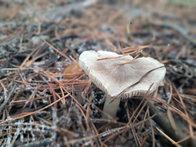 Ноябрь, грибы...