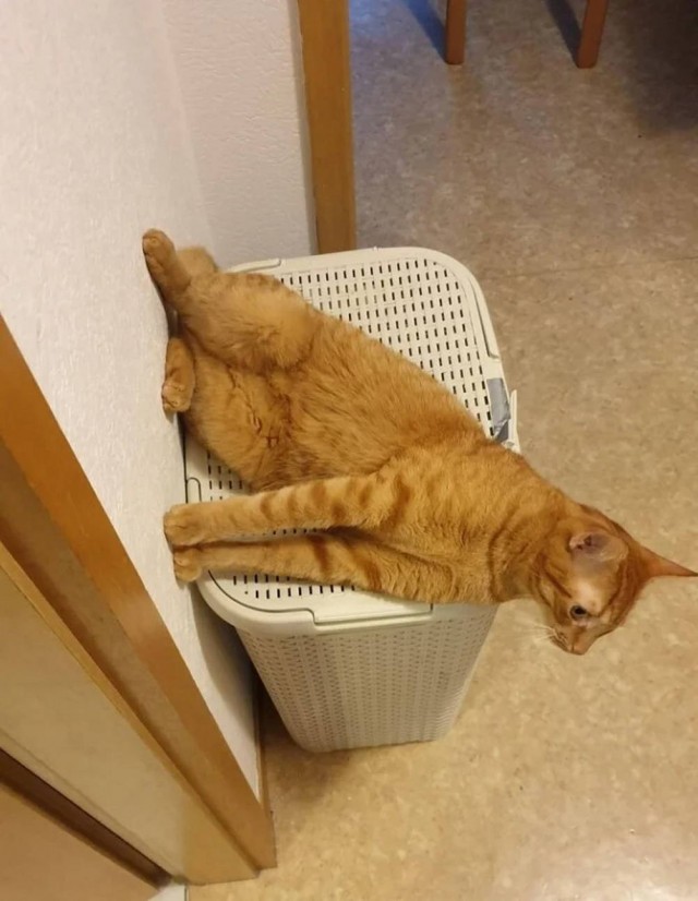 Чутка кошек