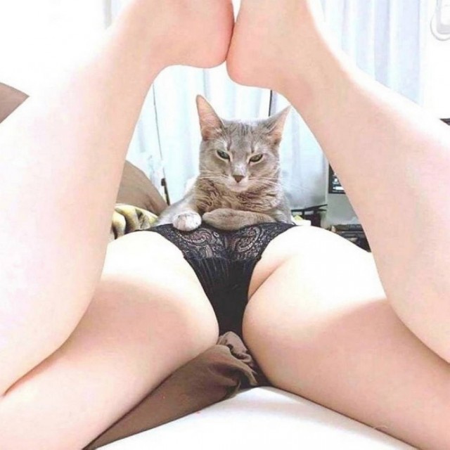 Чутка кошек