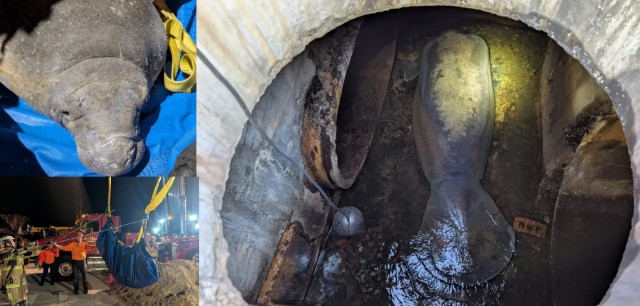 В США из канализации выловили 185-килограммового ламантина