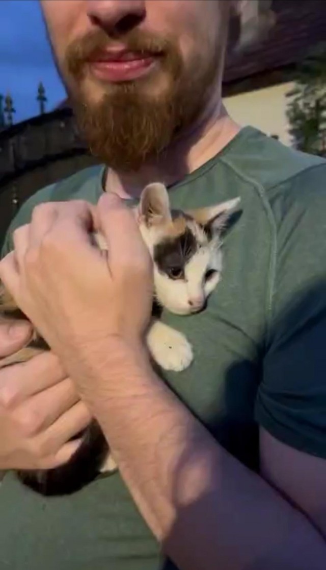 Котëнок с румынской дороги