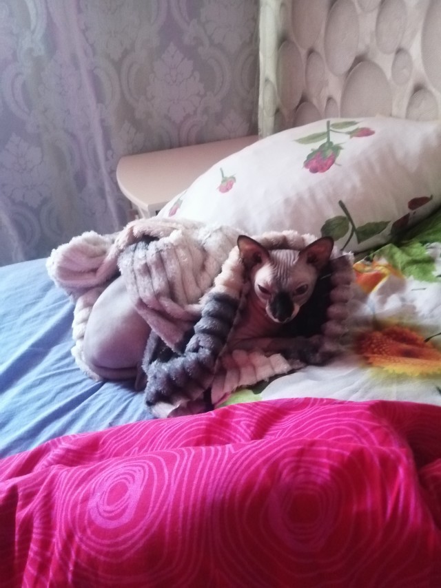 Принимайте в свои ряды которабы
