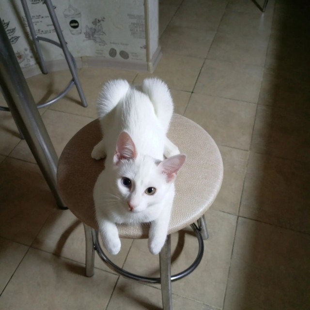 Котовторник. Моё зверьё